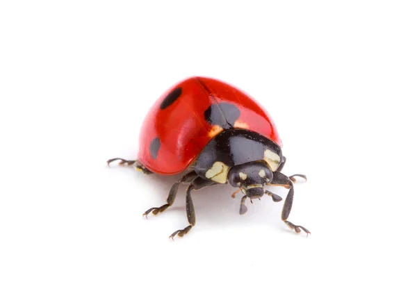 Ladybug on white — Stock Photo, Image