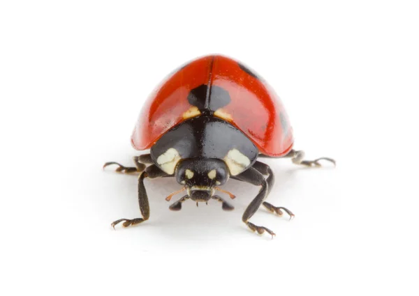 Coccinella su bianco — Foto Stock