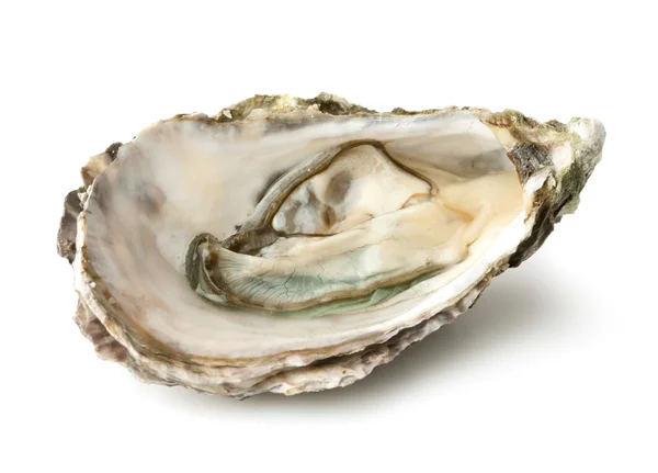 Oyster — Stock Photo, Image