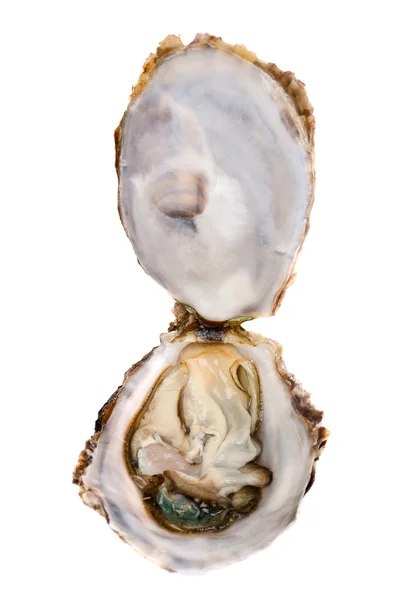 Served Oysters — Stock Photo, Image