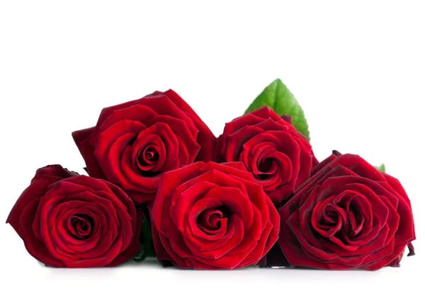 Rose rosse — Foto Stock