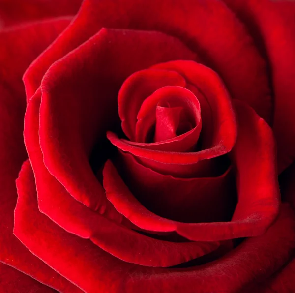 Piros rózsa háttér — Stock Fotó