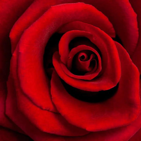 赤いバラの背景 — ストック写真