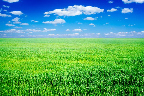Поле трави і ідеальне блакитне небо — стокове фото