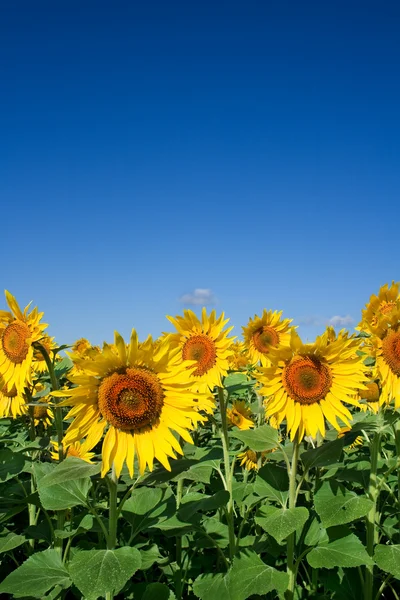 Field of sunflowers — Stock Photo, Image