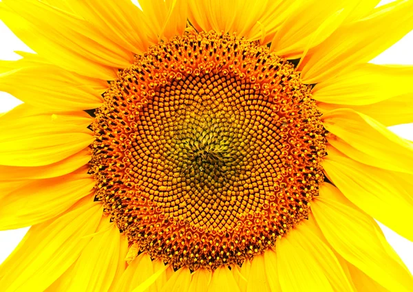 Sfondo girasole — Foto Stock