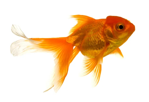 Gold fish isolated on white — Stock Photo, Image