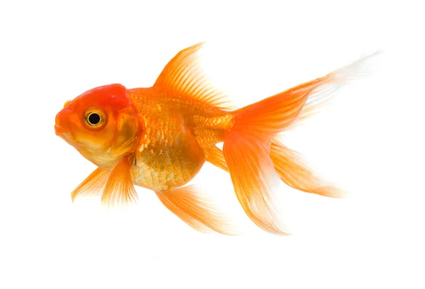 Gold fish isolated on white — Stock Photo, Image