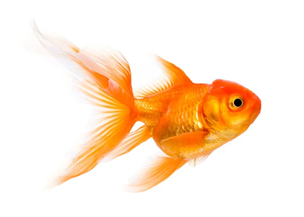 Gold fish — Stock Photo, Image