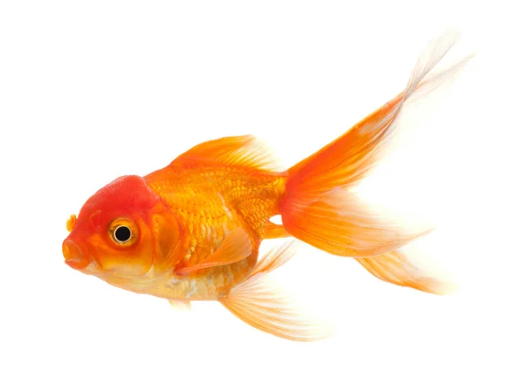 Gold fish — Stock Photo, Image