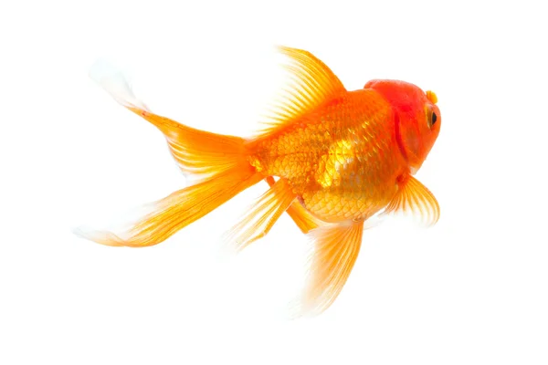 Gold fish — Stock Photo, Image