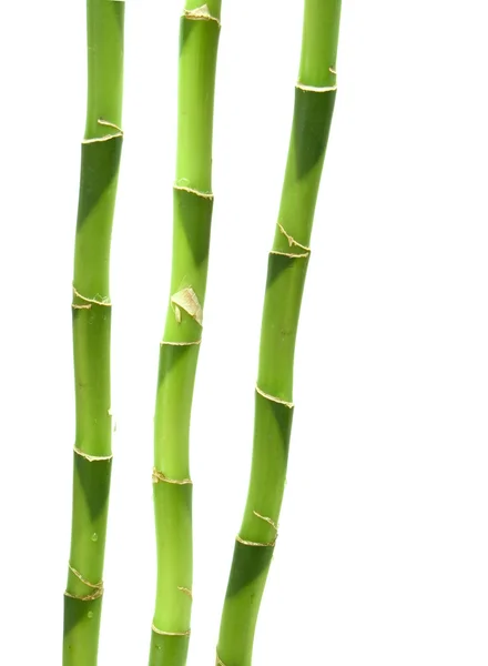 Bambu — Stockfoto