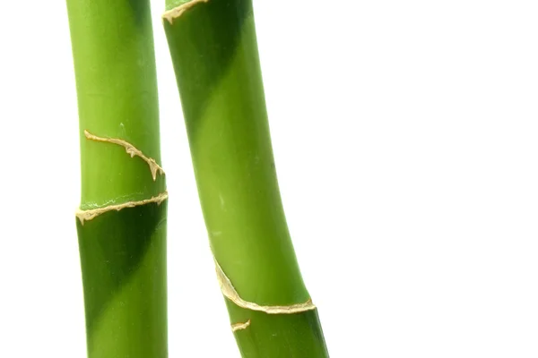 Dwa pędy bambusa — Zdjęcie stockowe