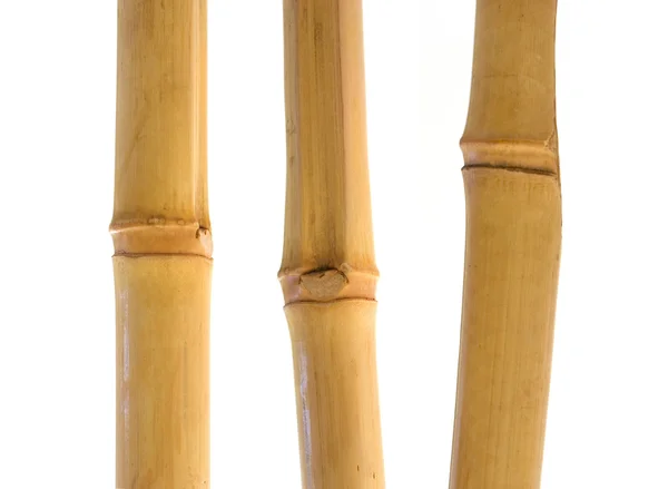 Bamboo — Stock Photo, Image