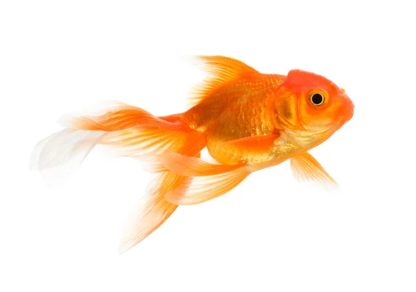 Оранжевая золотая рыбка на белом — стоковое фото