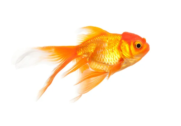 Laranja Goldfish em Branco — Fotografia de Stock