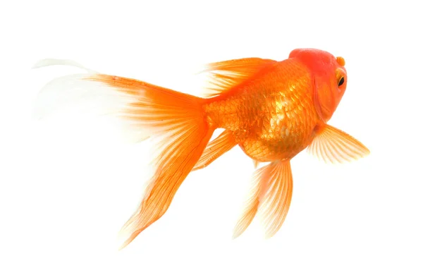 Gold fish. Isolation on the white — Stock Photo, Image