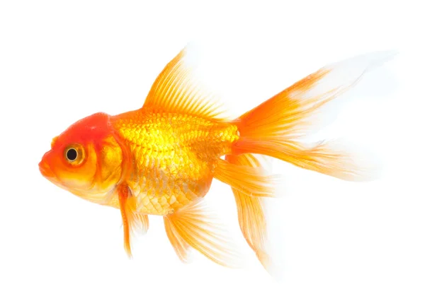 Gold fish. Isolation on the white — Stock Photo, Image