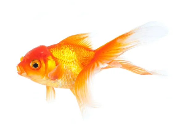 Gold fish. Isolation on the white — Stock Photo, Image