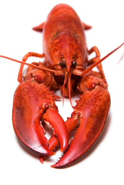 haşlanmış ıstakoz