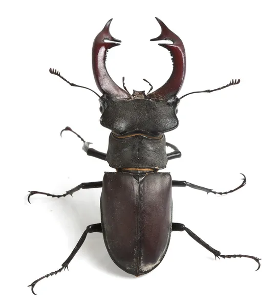 Stag beetle — Zdjęcie stockowe