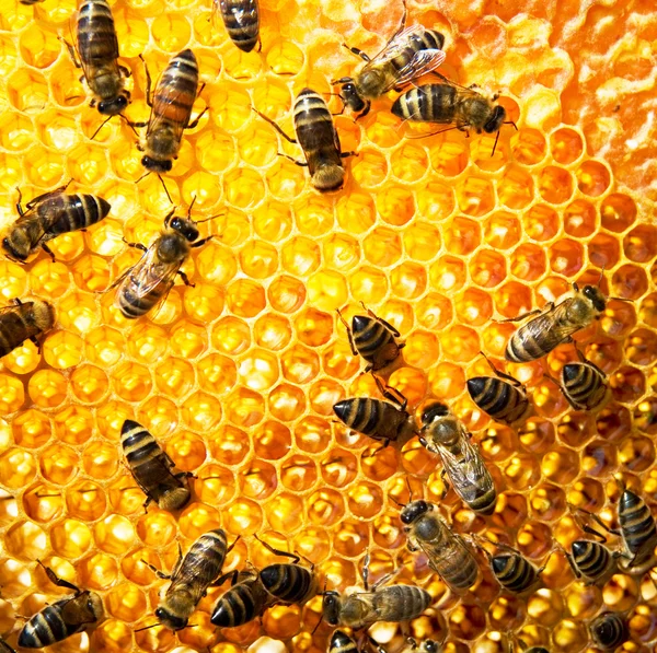 Bienenwaben — Stockfoto