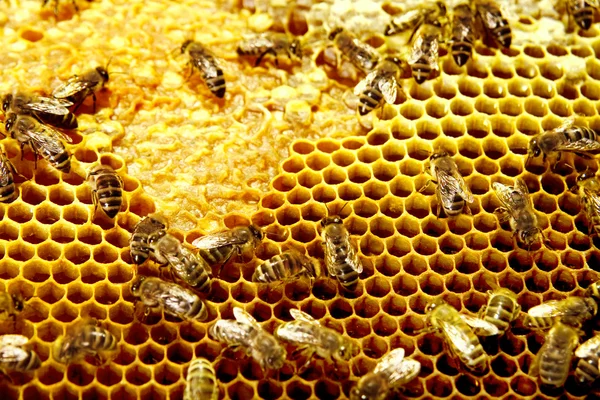 Bienenwaben — Stockfoto