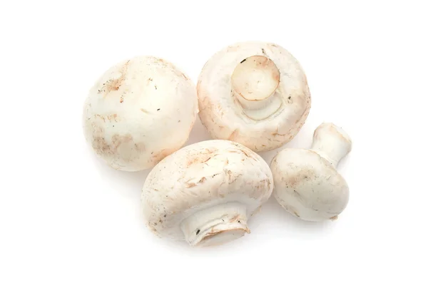 Funghi — Foto Stock