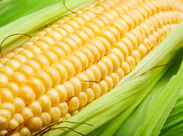 Espiga de milho — Fotografia de Stock