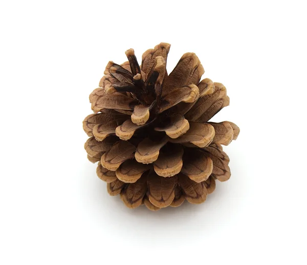 Fir cone — Stock Photo, Image