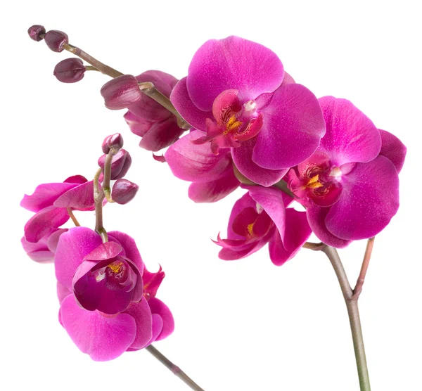 Orquídeas PNG 52 imágenes con fondo transparente