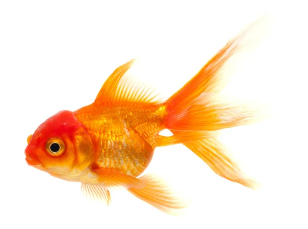 Gold fish. Isolation on the white — Stock Photo, Image