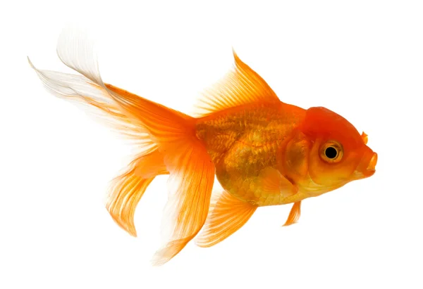 Золотая рыба изолирована на белом Стоковая Картинка