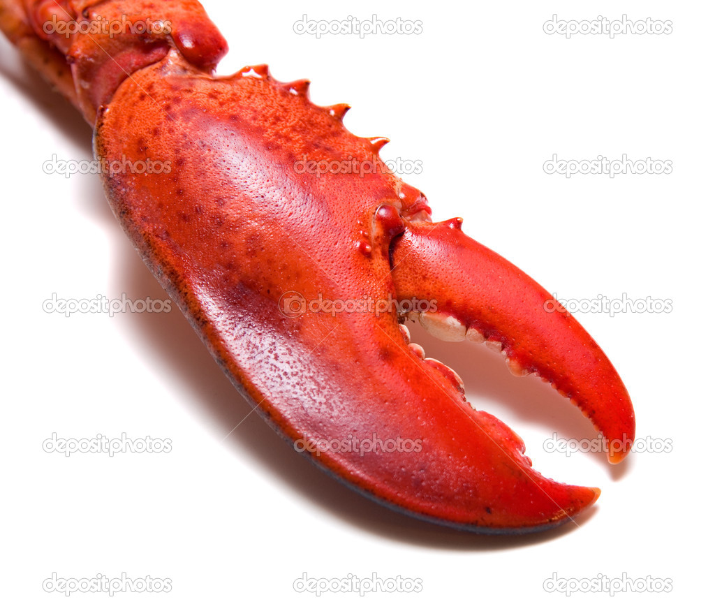 Lobster's claw