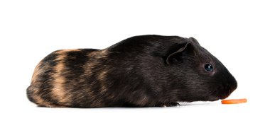 kobay beyaz zemin üzerine izole havuç ile