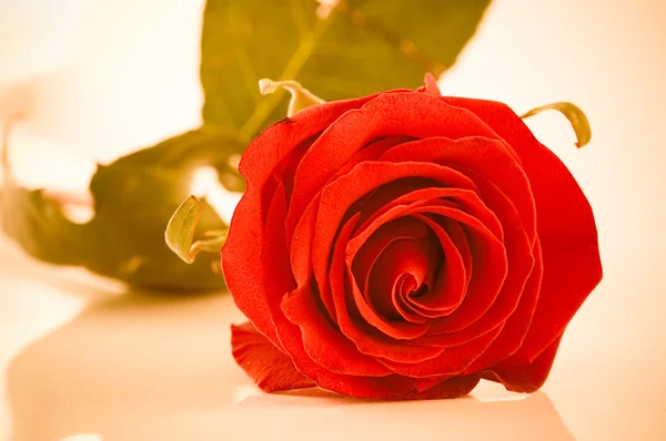 Red rose laying on a mirror, — Stock Photo, Image