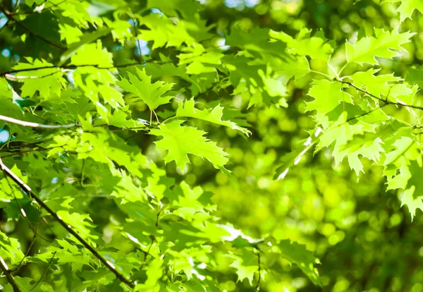 Hojas verdes, enfoque poco profundo — Foto de Stock