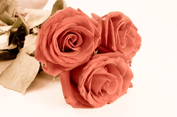 Κοντά shot της ένα κόκκινα τριαντάφυλλα — Φωτογραφία Αρχείου
