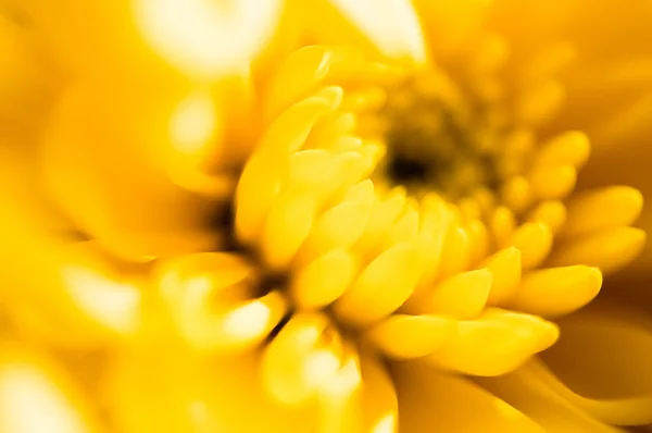 Gele chrysant clos EVP — Stockfoto