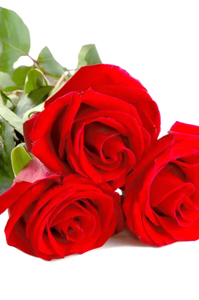 Close-up shot of a red roses — Stock Photo, Image