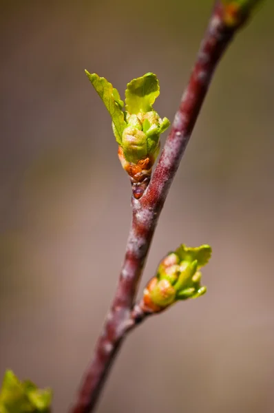 Burgeons aux feuilles vertes — Photo