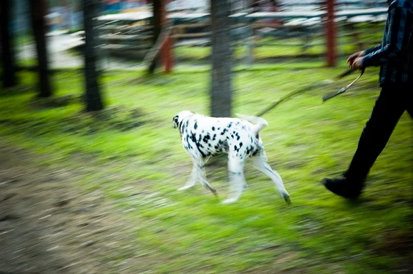 Nemen van een hond voor een wandeling — Stockfoto