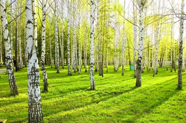 Березовый лес с длинными тенями — стоковое фото