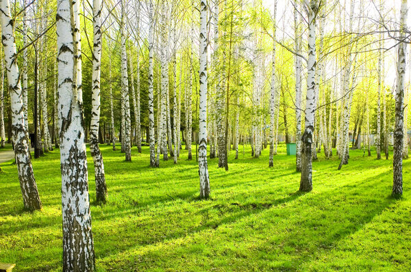 birch forest with long shadows