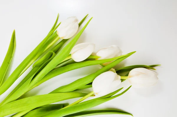 Weiße Tulpen — Stockfoto