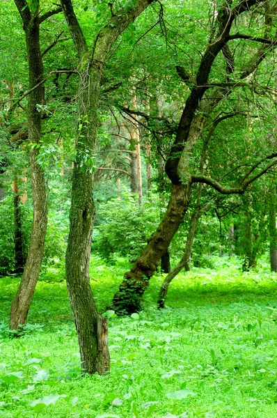 Yeşil orman — Stok fotoğraf