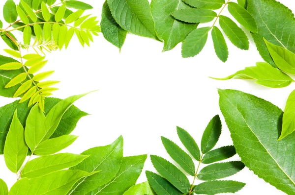 Bordo foglie verde fresco — Foto Stock