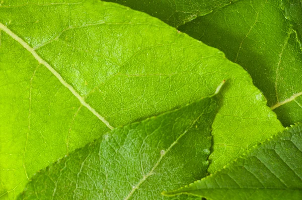 Фон зі свіжих зелених листя — стокове фото