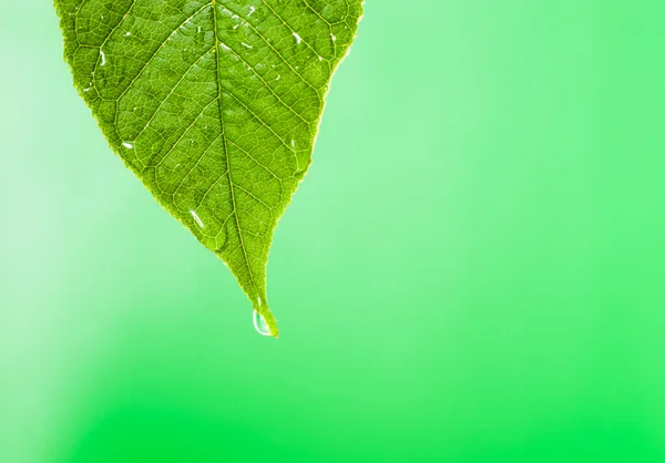 Green leaf with water droplet over water — Stock Photo, Image