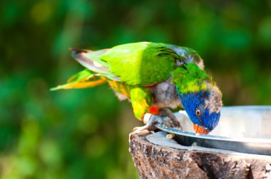 gökkuşağı lorisi